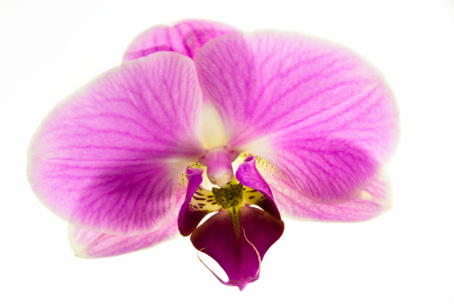 bouquet of magenta orchids is isolated on white background