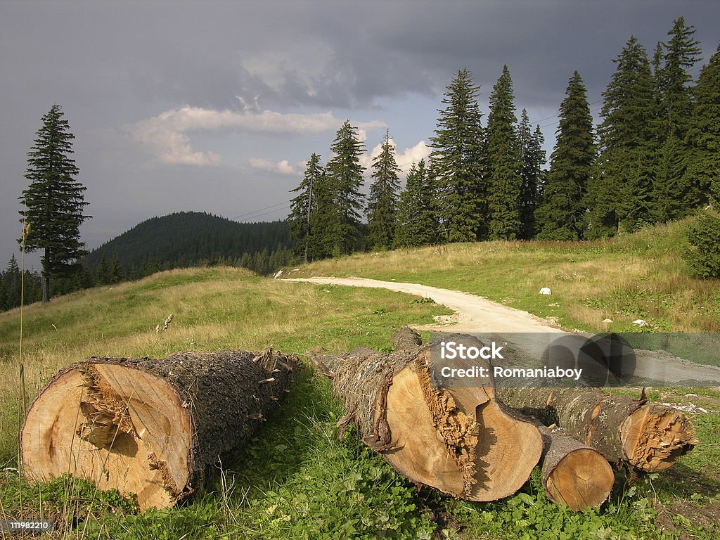 ENREGISTRER LA FORÊT. - Photo de Arbre libre de droits