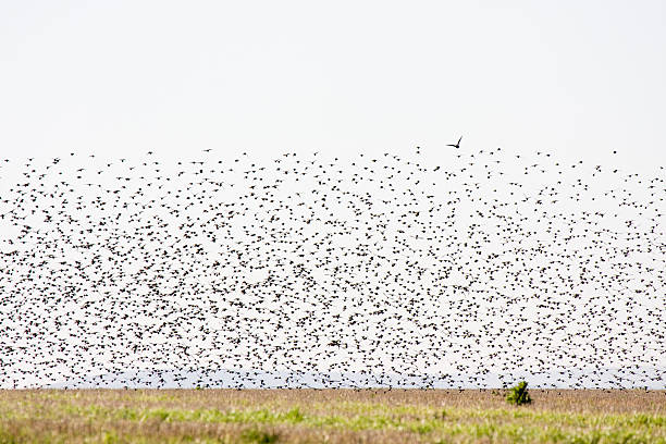istock Large flock of European Starlings 111994289