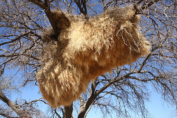 istock nest of  sociable weavers 111994376