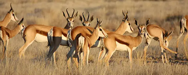 group of springboks at late afternoon in the Namib desert - Namibia
