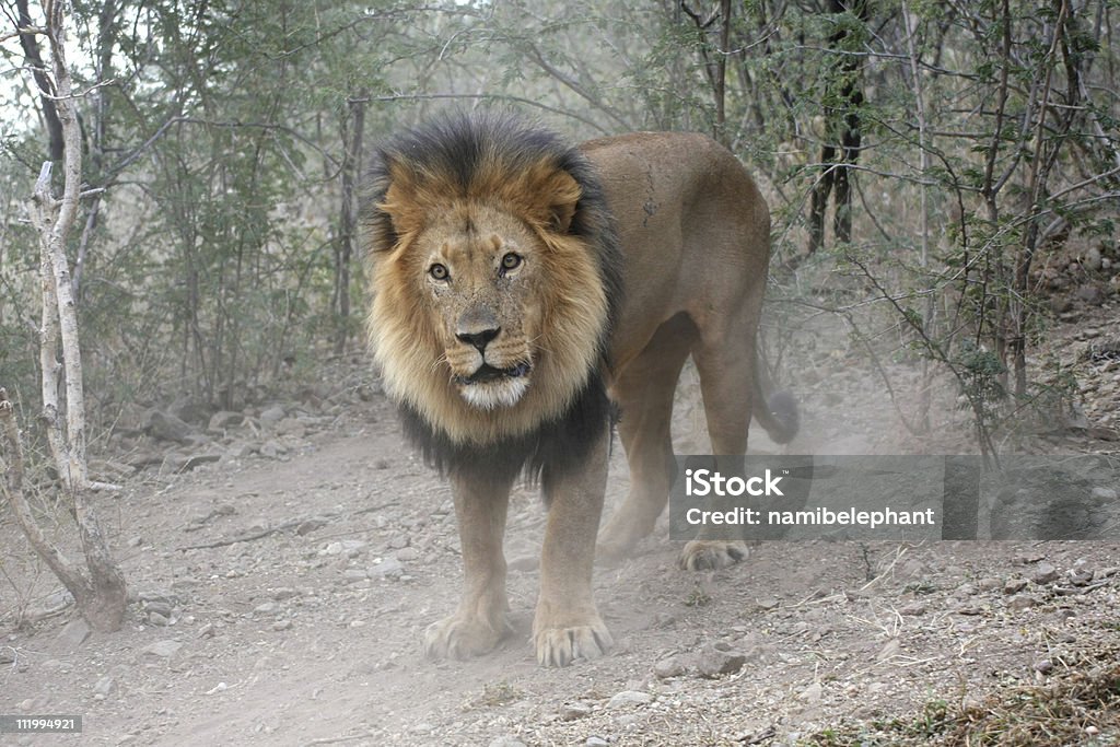 León macho - Foto de stock de Animal libre de derechos