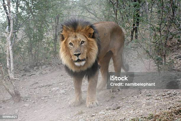 León Macho Foto de stock y más banco de imágenes de Animal - Animal, Animal macho, Animales de Safari