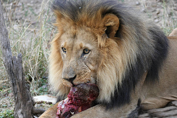 istock male lion with meat 111994925