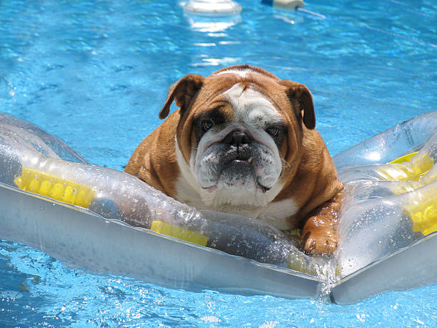 pet bull pies w basen na rodzinne wakacje - 8435 zdjęcia i obrazy z banku zdjęć
