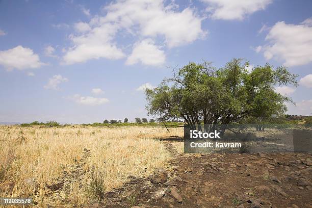 기체상태의 풀 나무 가뭄에 대한 스톡 사진 및 기타 이미지 - 가뭄, 가을, 건조한