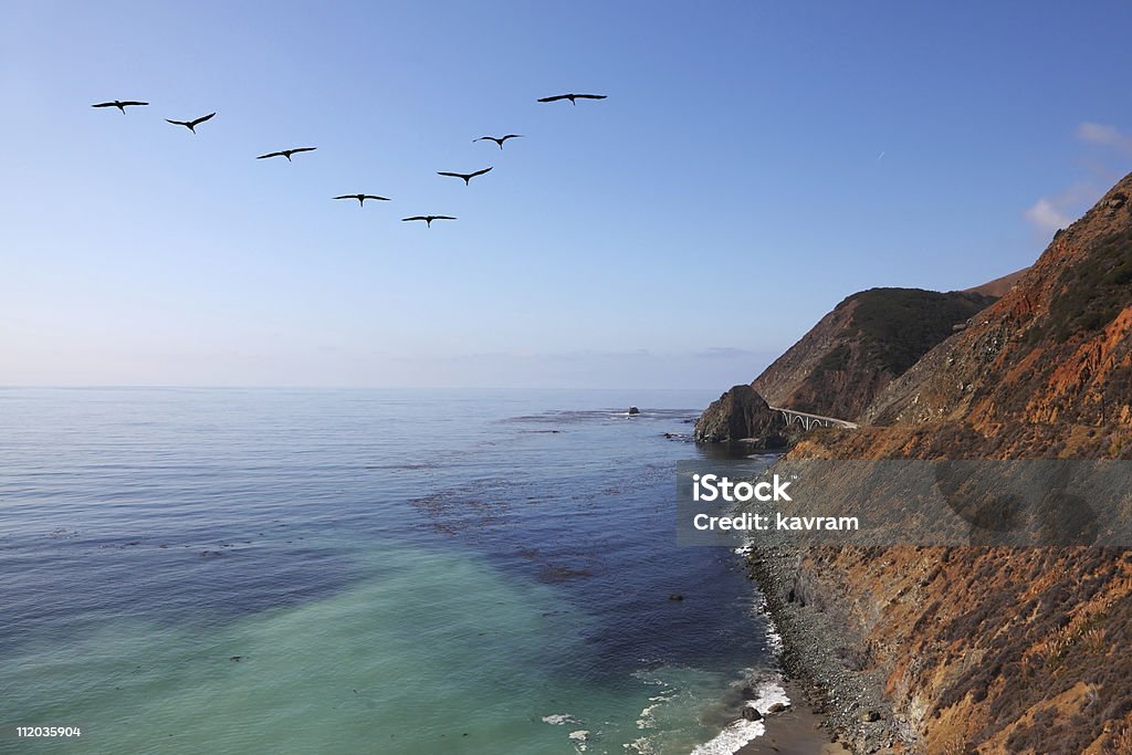 Triangular flock of gray pelicans  Above Stock Photo