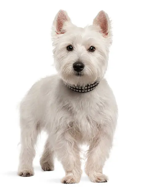 West Highland White Terrier, 8 months old, standing in front of white background.