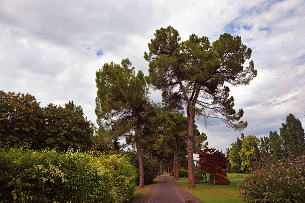 istock Straight Avenue in Park Sigurta 112037155