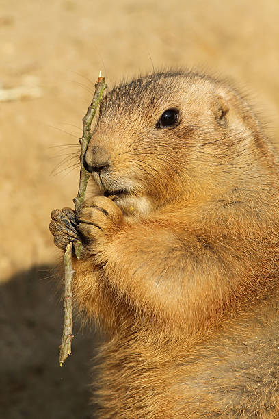 istock Prairie dog eating 112039861
