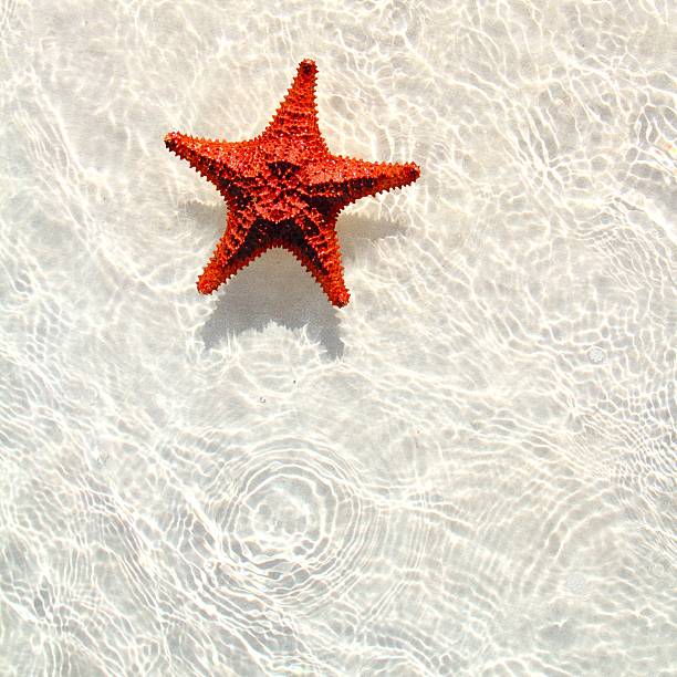 istock starfish orange in wavy shallow water 112039875