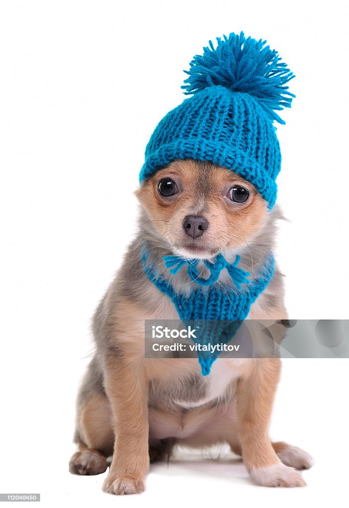 타바스코 강아지 편하고 블루 숄, 모자, 격리됨에 - 로열티 프리 가축 스톡 사진