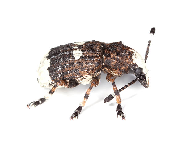 istock Paprastasis netikrastraublis isolated on white background. 112040738