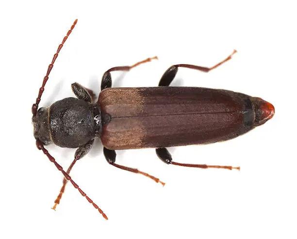 Photo of Black spruce long-horn beetle (tetropium castaneum)