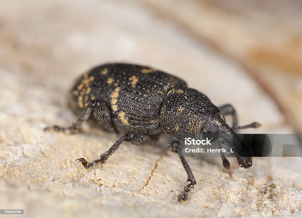 Balanin (Hylobius abietis - Photo de Animal invertébré libre de droits