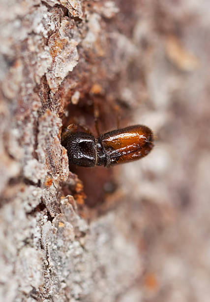istock Extreme close-up of a Bark borer 112040784