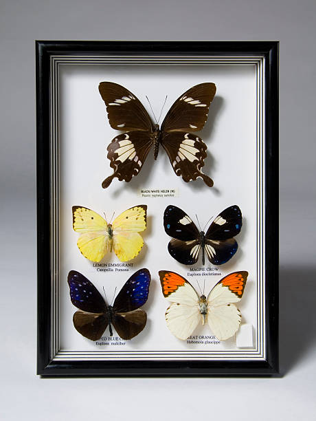 a coleção - collection butterfly shadow box insect - fotografias e filmes do acervo