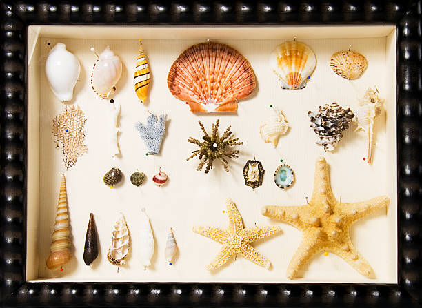 Sea Life Collection stock photo