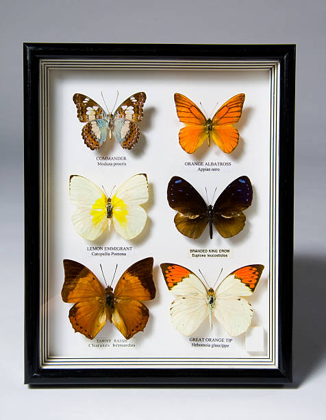 coleção de borboletas - collection butterfly shadow box insect - fotografias e filmes do acervo