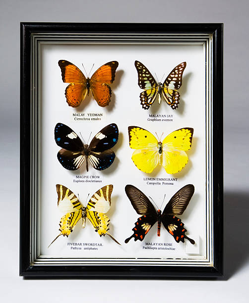 coleção de borboletas - collection butterfly shadow box insect - fotografias e filmes do acervo