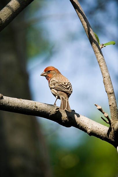 istock House Finch 112058938