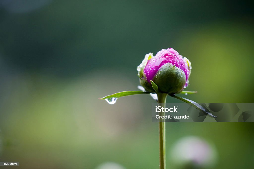 Peony  Flower Stock Photo