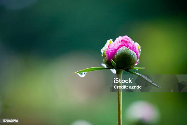 Peony Stock Photo - Download Image Now - Flower, Bud, Peony
