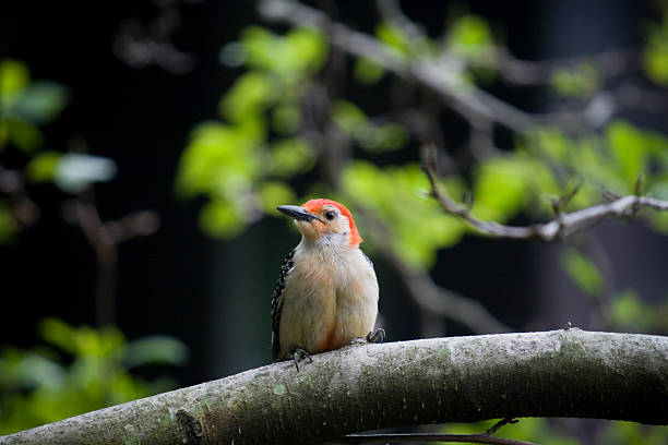 istock Red-Bellied Woodpecker 112062669