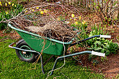 Green wheelbarrow holding plants in the garden