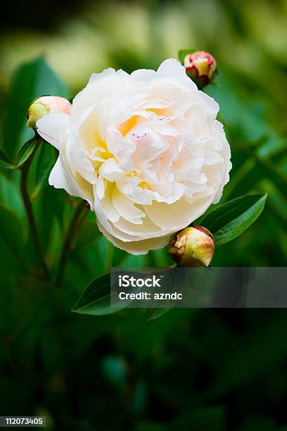 White Peony Stock Photo - Download Image Now - Beauty, Beauty In Nature, Blossom