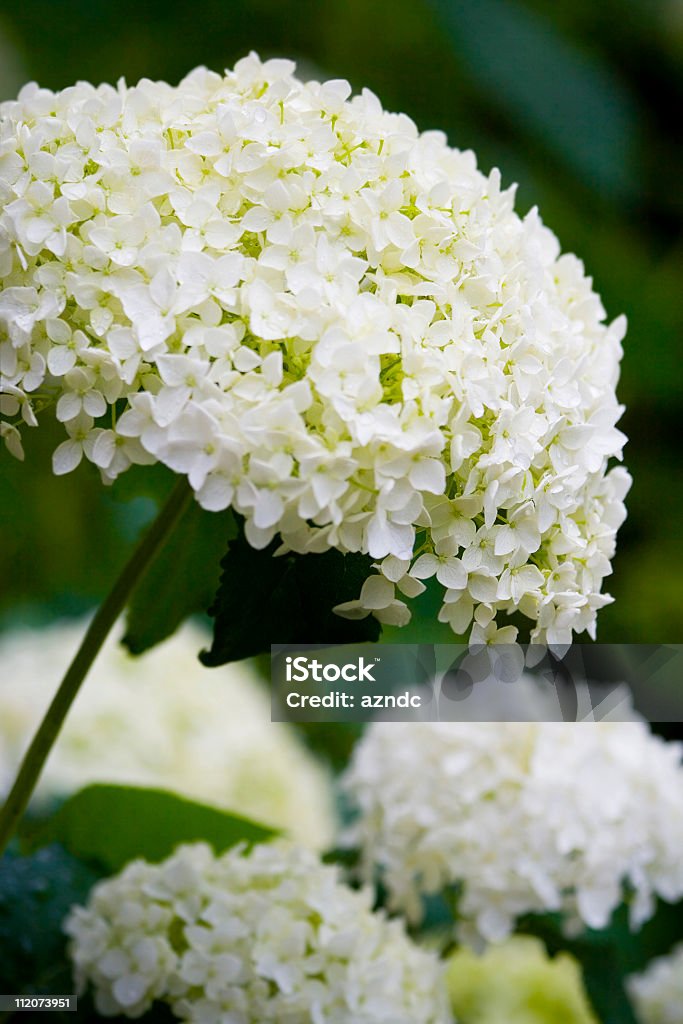 Annabelle Hortensia - Photo de Arbre en fleurs libre de droits