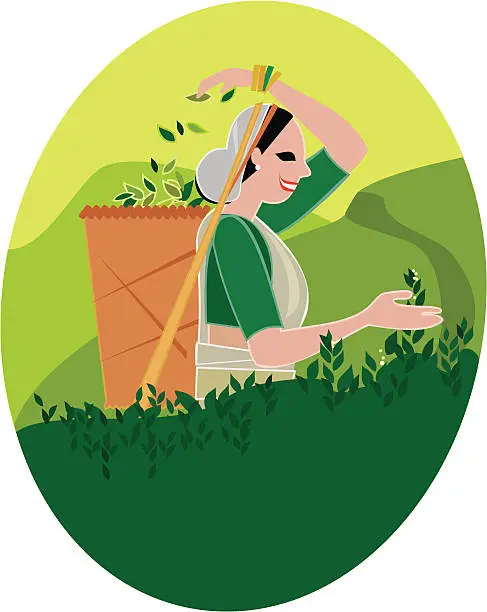 Vector illustration of Tea picker from Sri Lanka