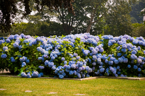 Japanese hydrangeas or ajisai blooming blue-purple color during wet summer season. Flourish in every home garden pleasing the eye with seamless color gradation.