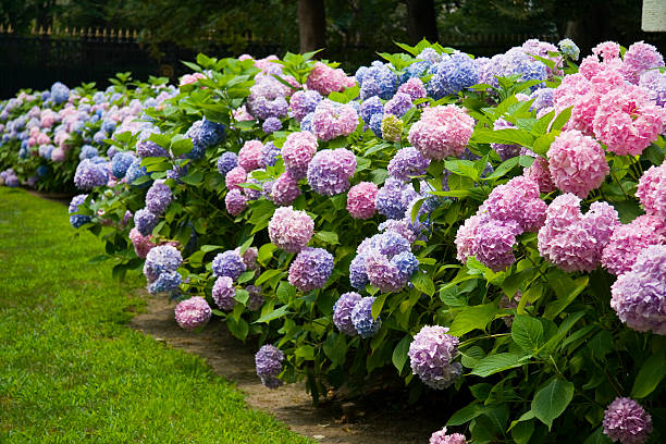 hortensia - hydrangea photos et images de collection