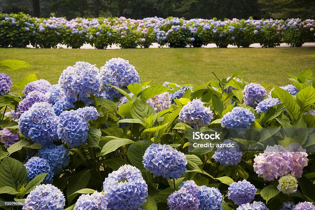 Hydrangea - Lizenzfrei Hecke Stock-Foto