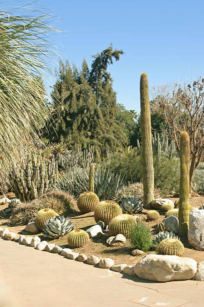 un autre jardin de cactus - grusonii photos et images de collection
