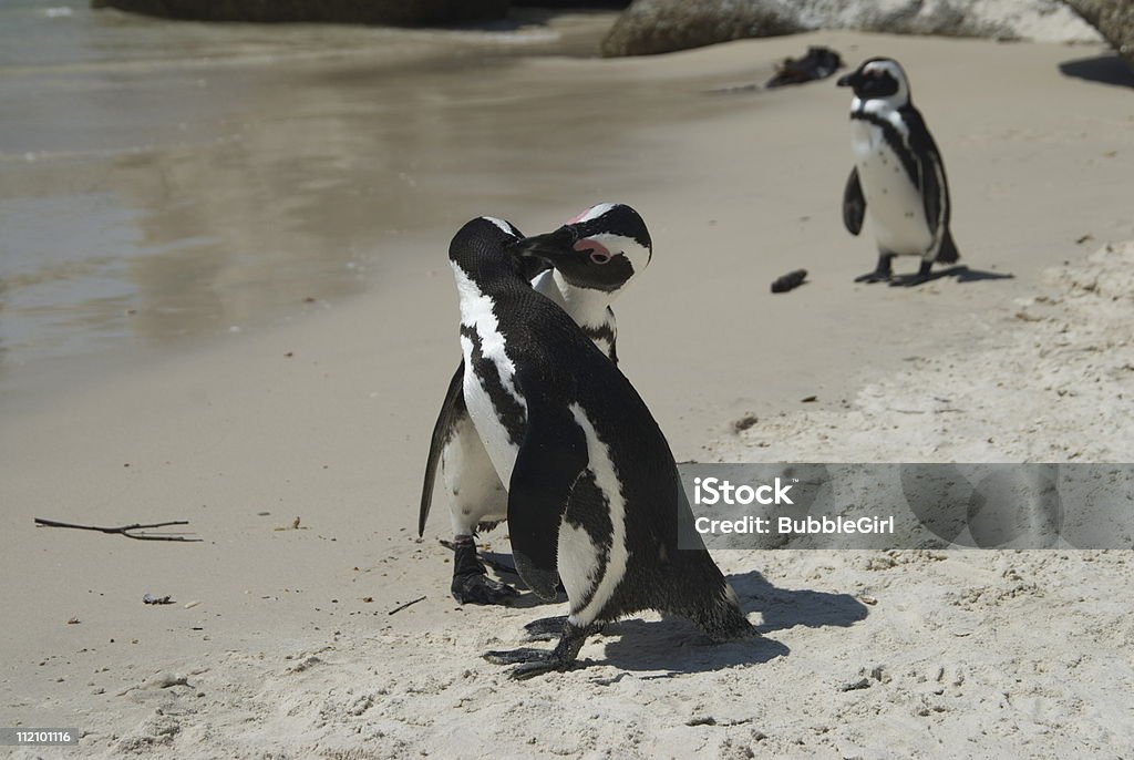 Pingüino asunto - Foto de stock de Atrapar libre de derechos