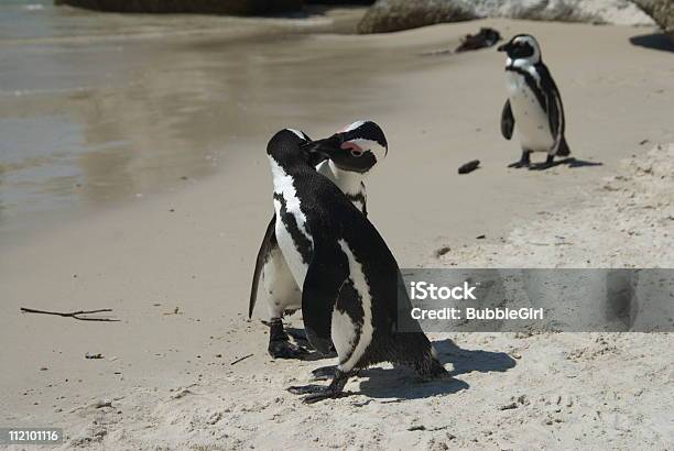 Pingüino Asunto Foto de stock y más banco de imágenes de Atrapar - Atrapar, Infidelidad, Parejas