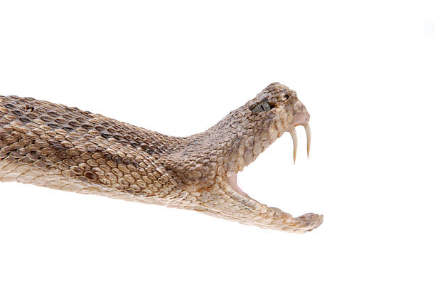 serpiente bocadillo - snake rattlesnake poisonous organism fang fotografías e imágenes de stock