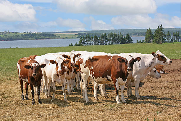Ayrshire Cattle  ayrshire cattle photos stock pictures, royalty-free photos & images