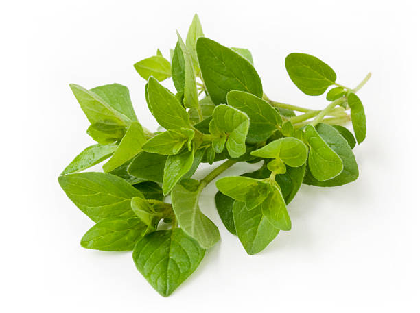 Oregano Pictures | Download Free Images on Unsplash