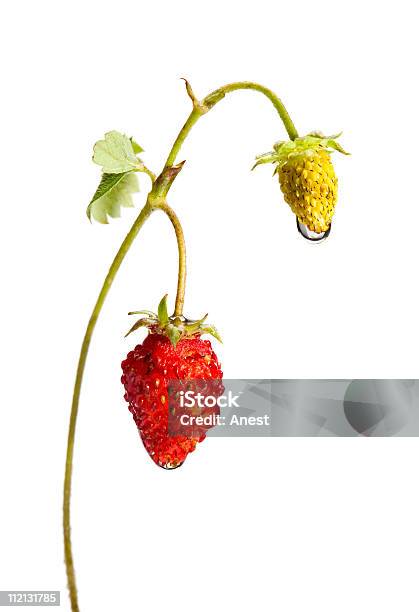 Grün Und Reife Wild Strawberry Stockfoto und mehr Bilder von Beere - Obst - Beere - Obst, Erdbeere, Extreme Nahaufnahme