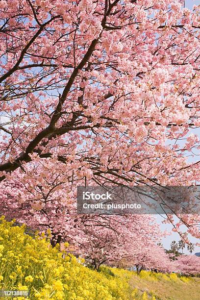 Cerezos En Flor Y Amarillo Flores Foto de stock y más banco de imágenes de Aire libre - Aire libre, Amarillo - Color, Asia