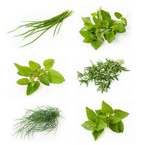 istock Collection of fresh herbs 112145230