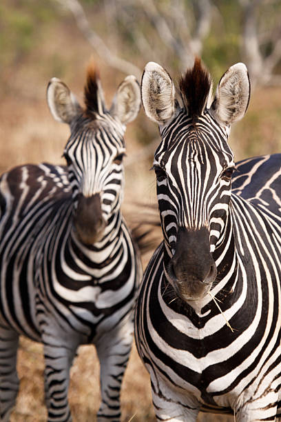 Curious zebra in the green African bush between the trees