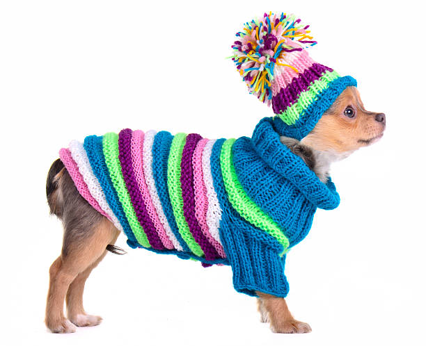 Chihuahua puppy dressed with handmade colorful sweater and hat stock photo
