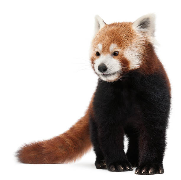 istock Old Red panda or Shining cat, Ailurus fulgens, white background. 112147257