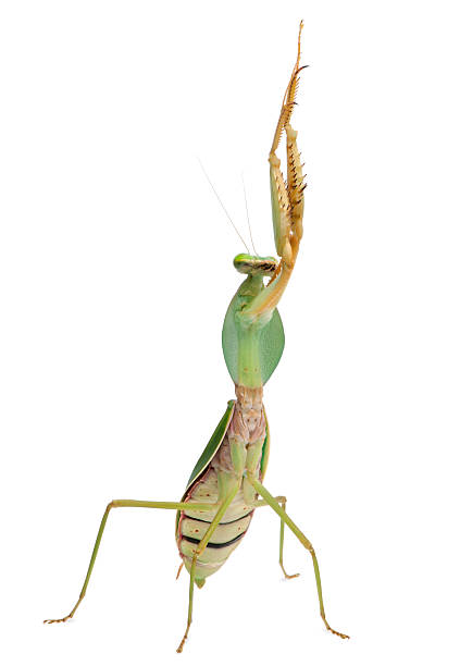 istock Front view of Female Praying Mantis, Rhombodera Basalis, white background. 112147263