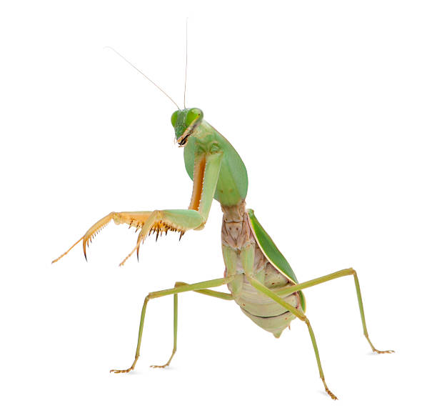 istock Side view of Female Praying Mantis, Rhombodera Basalis, white background. 112148821