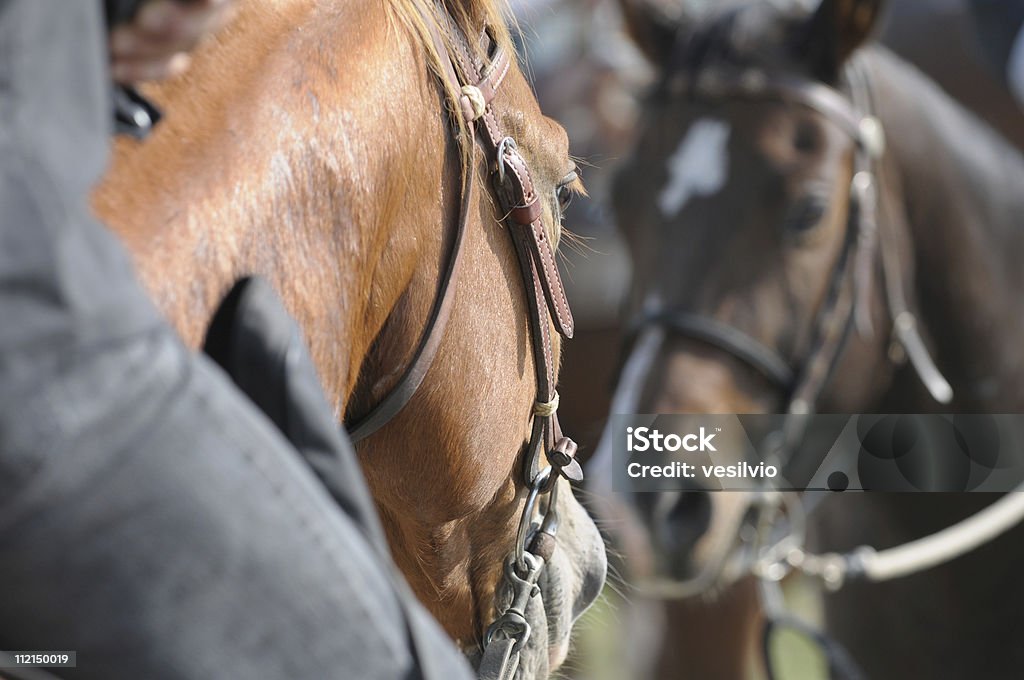 Chevaux dans le miroir - Photo de Bai libre de droits